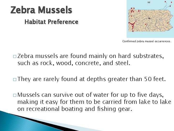 Zebra Mussels Habitat Preference Confirmed zebra mussel occurrences. � Zebra mussels are found mainly Zebra Mussels Habitat Preference Confirmed zebra mussel occurrences. � Zebra mussels are found mainly