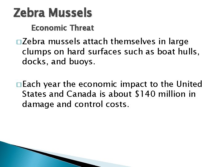 Zebra Mussels Economic Threat � Zebra mussels attach themselves in large clumps on hard Zebra Mussels Economic Threat � Zebra mussels attach themselves in large clumps on hard