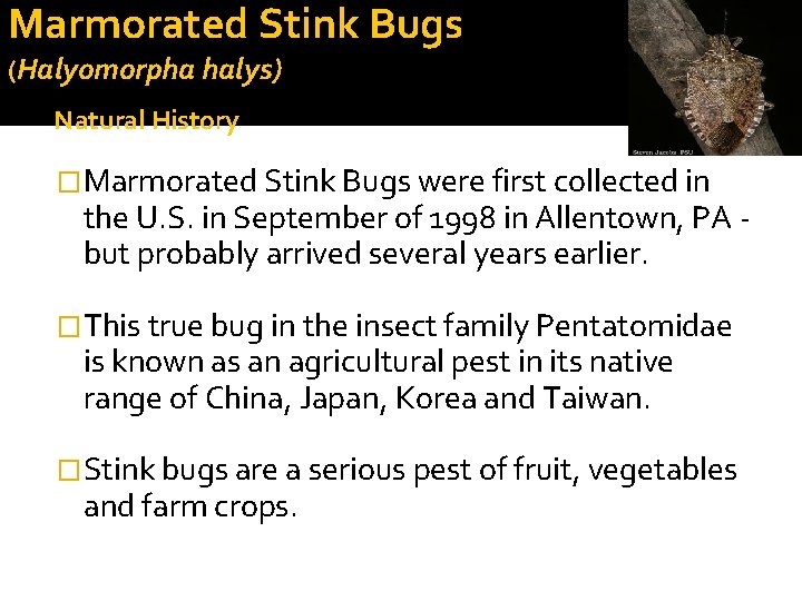 Marmorated Stink Bugs (Halyomorpha halys) Natural History �Marmorated Stink Bugs were first collected in Marmorated Stink Bugs (Halyomorpha halys) Natural History �Marmorated Stink Bugs were first collected in