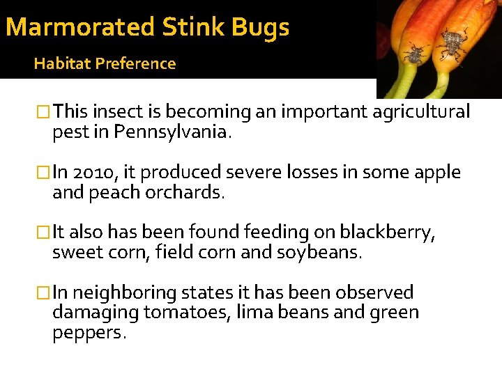 Marmorated Stink Bugs Habitat Preference �This insect is becoming an important agricultural pest in Marmorated Stink Bugs Habitat Preference �This insect is becoming an important agricultural pest in