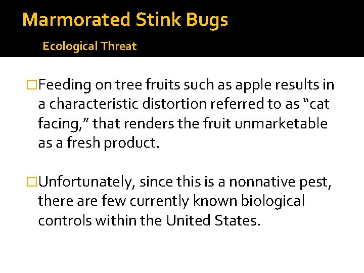 Marmorated Stink Bugs Ecological Threat �Feeding on tree fruits such as apple results in Marmorated Stink Bugs Ecological Threat �Feeding on tree fruits such as apple results in