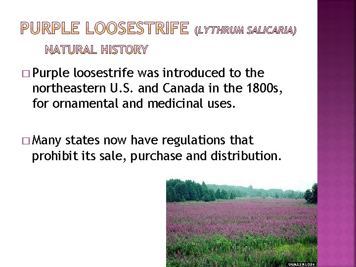 � Purple loosestrife was introduced to the northeastern U. S. and Canada in the � Purple loosestrife was introduced to the northeastern U. S. and Canada in the