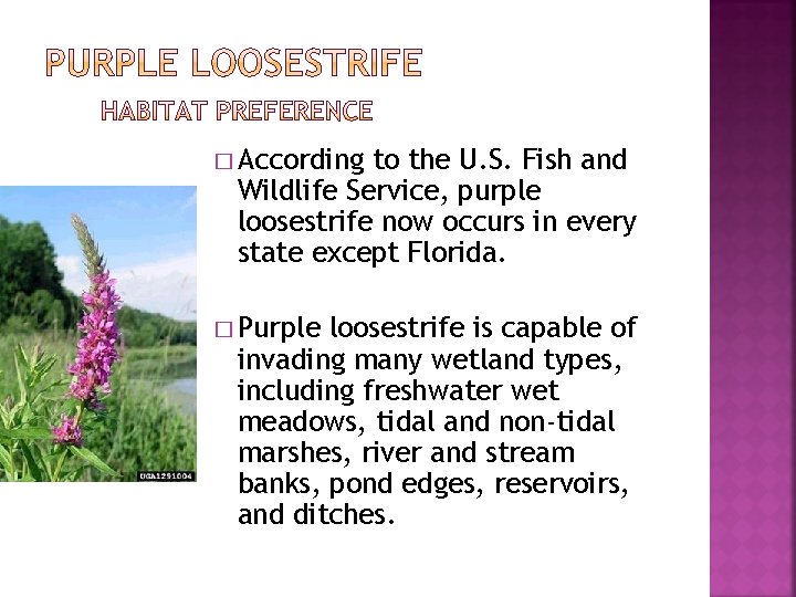 � According to the U. S. Fish and Wildlife Service, purple loosestrife now occurs � According to the U. S. Fish and Wildlife Service, purple loosestrife now occurs