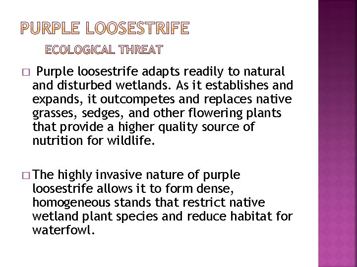 � Purple loosestrife adapts readily to natural and disturbed wetlands. As it establishes and � Purple loosestrife adapts readily to natural and disturbed wetlands. As it establishes and