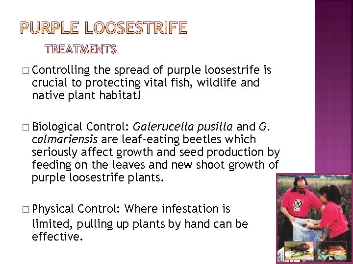 � Controlling the spread of purple loosestrife is crucial to protecting vital fish, wildlife � Controlling the spread of purple loosestrife is crucial to protecting vital fish, wildlife