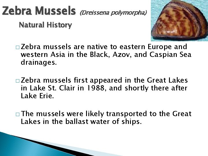 Zebra Mussels (Dreissena polymorpha) Natural History � Zebra mussels are native to eastern Europe Zebra Mussels (Dreissena polymorpha) Natural History � Zebra mussels are native to eastern Europe