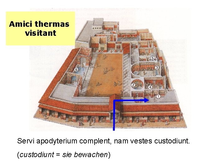 Amici thermas visitant Servi apodyterium complent, nam vestes custodiunt. (custodiunt = sie bewachen) 