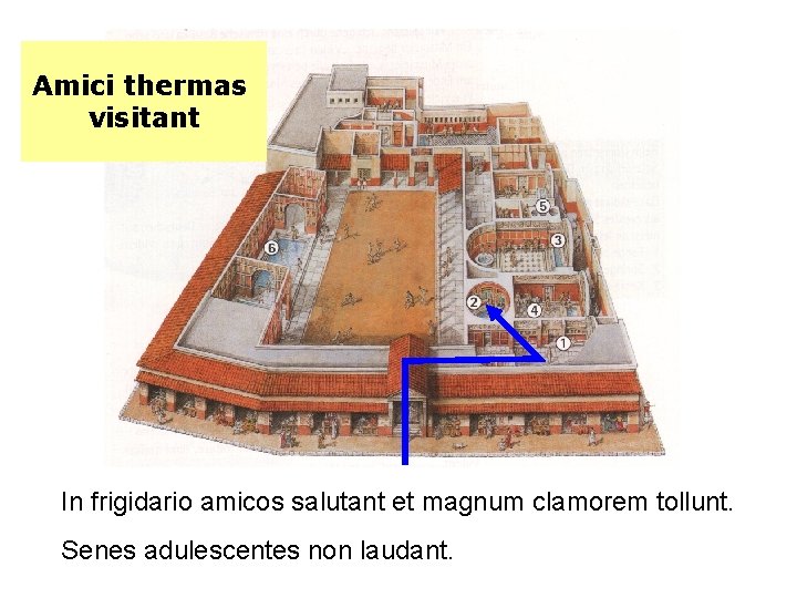 Amici thermas visitant In frigidario amicos salutant et magnum clamorem tollunt. Senes adulescentes non