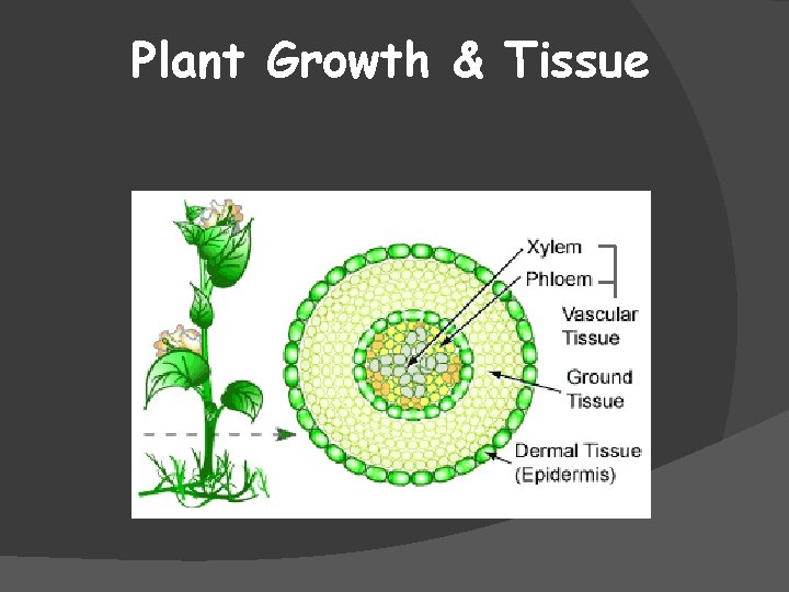 Plant Growth & Tissue 