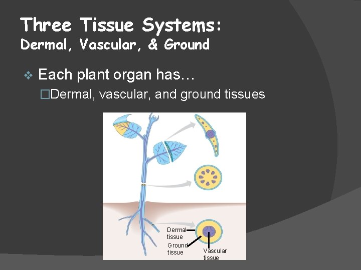 Three Tissue Systems: Dermal, Vascular, & Ground v Each plant organ has… �Dermal, vascular,