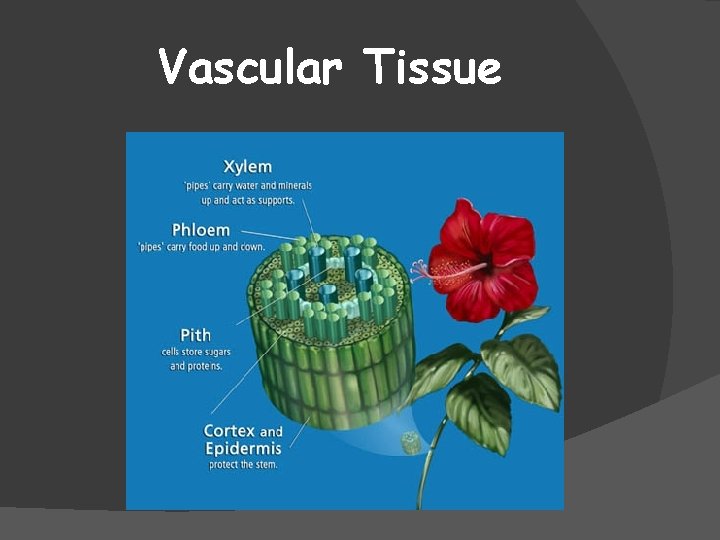 Vascular Tissue 