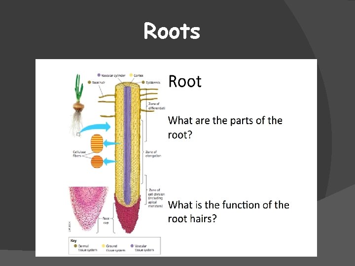 Roots 
