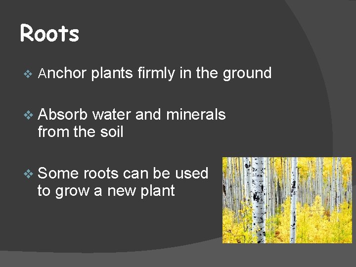 Roots v Anchor plants firmly in the ground v Absorb water and minerals from