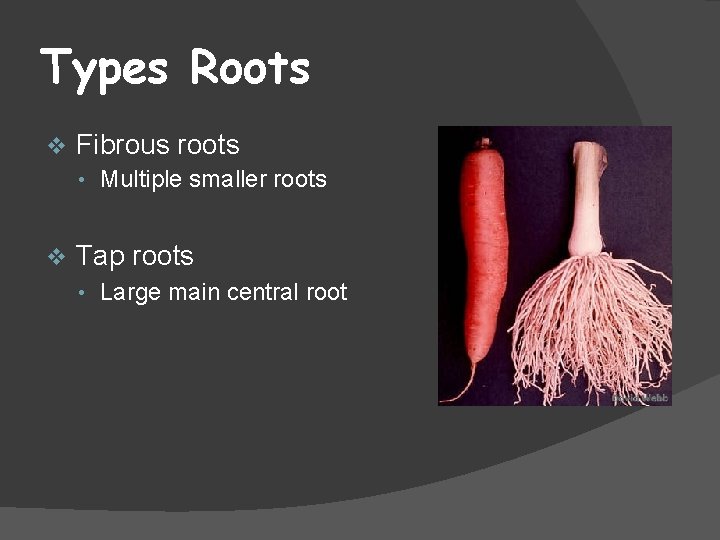 Types Roots v Fibrous roots • Multiple smaller roots v Tap roots • Large