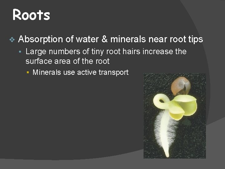 Roots v Absorption of water & minerals near root tips • Large numbers of
