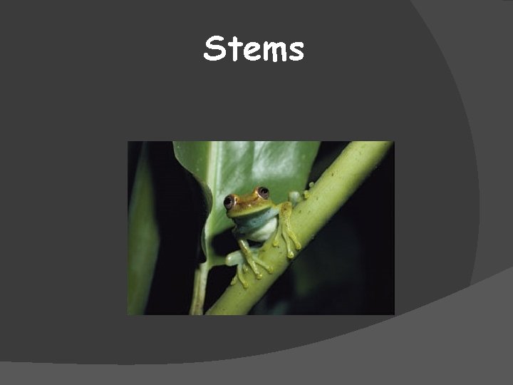 Stems 