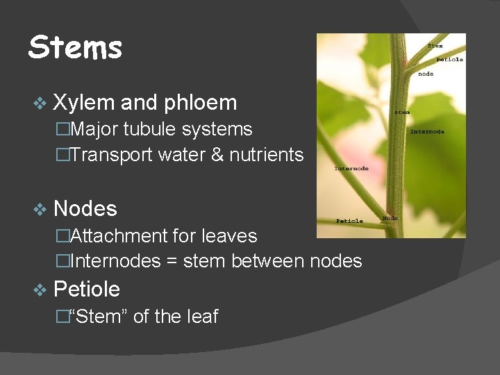 Stems v Xylem and phloem �Major tubule systems �Transport water & nutrients v Nodes