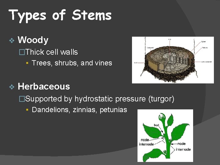 Types of Stems v Woody �Thick cell walls § Trees, shrubs, and vines v