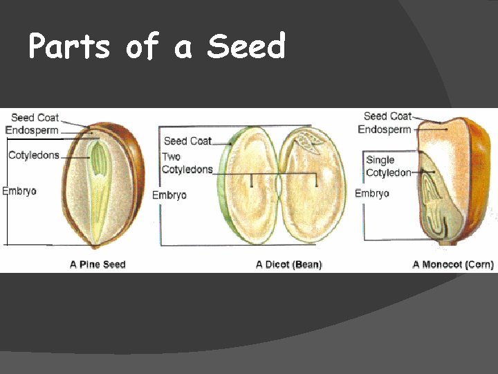 Parts of a Seed 