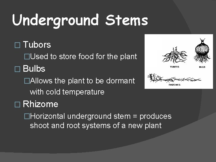 Underground Stems � Tubors �Used to store food for the plant � Bulbs �Allows