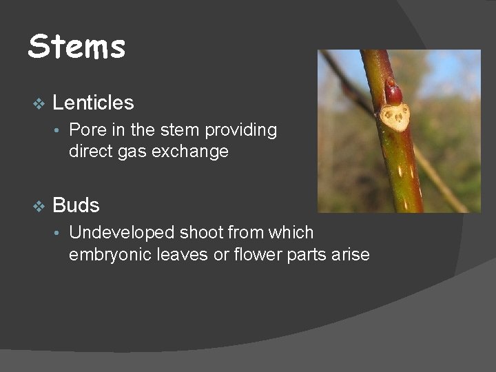 Stems v Lenticles • Pore in the stem providing direct gas exchange v Buds
