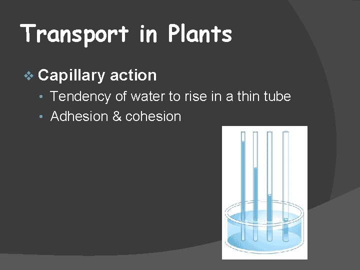 Transport in Plants v Capillary action • Tendency of water to rise in a