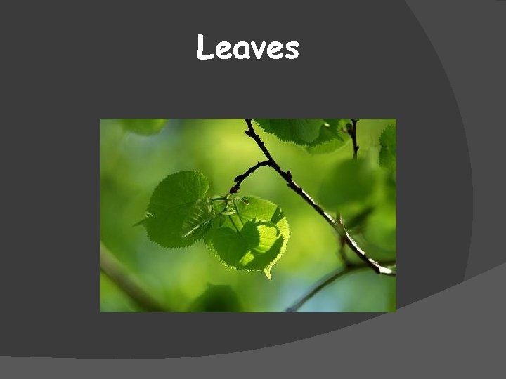 Leaves 