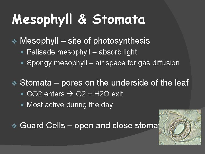 Mesophyll & Stomata v Mesophyll – site of photosynthesis § Palisade mesophyll – absorb