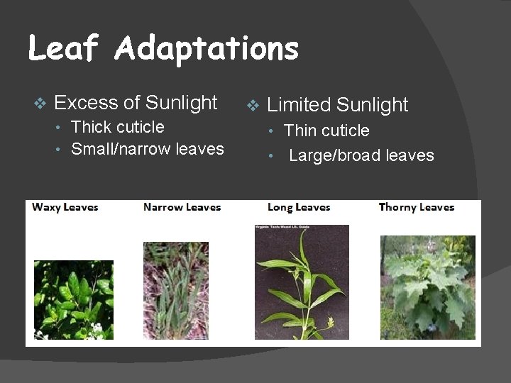 Leaf Adaptations v Excess of Sunlight • Thick cuticle • Small/narrow leaves v Limited