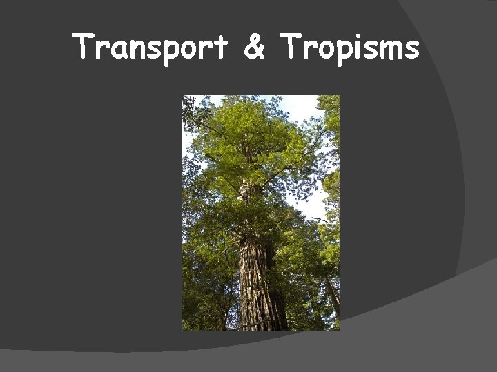 Transport & Tropisms 