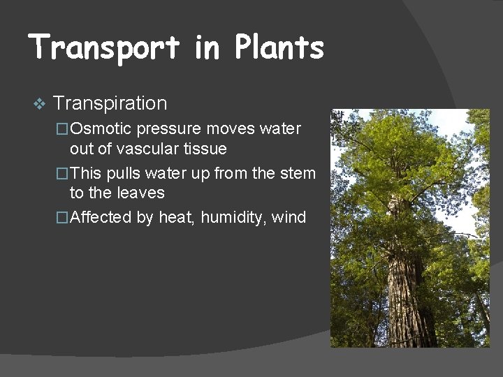 Transport in Plants v Transpiration �Osmotic pressure moves water out of vascular tissue �This