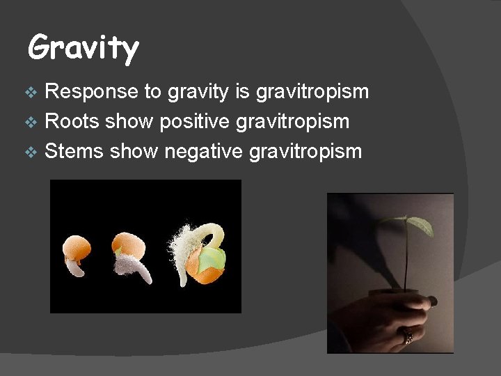 Gravity Response to gravity is gravitropism v Roots show positive gravitropism v Stems show