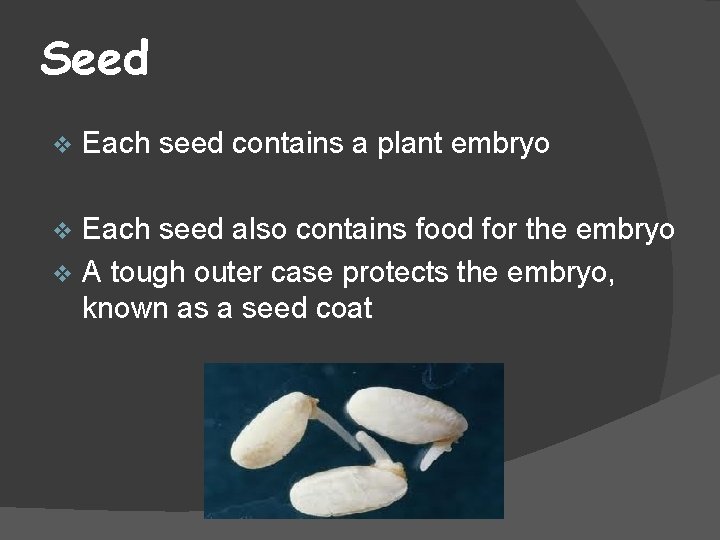 Seed v Each seed contains a plant embryo Each seed also contains food for