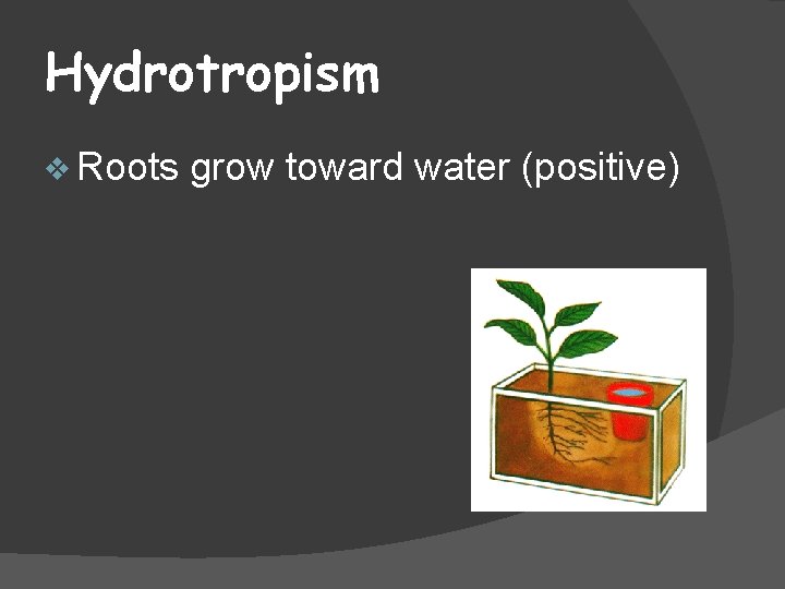 Hydrotropism v Roots grow toward water (positive) 