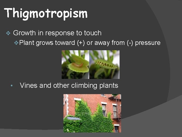 Thigmotropism Growth in response to touch v v. Plant grows toward (+) or away
