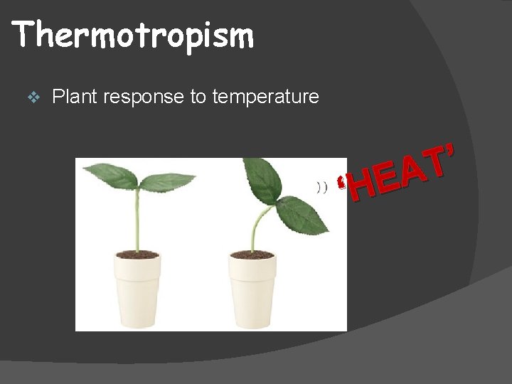 Thermotropism v Plant response to temperature ’ T A E ‘H 