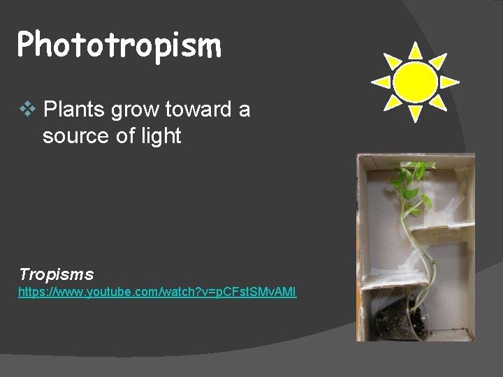 Phototropism v Plants grow toward a source of light Tropisms https: //www. youtube. com/watch?