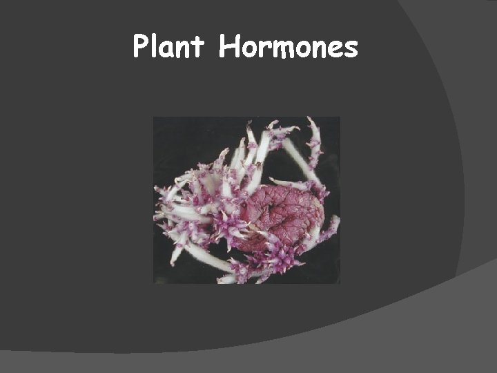 Plant Hormones 