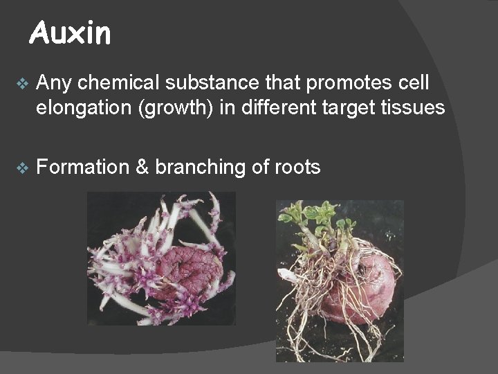Auxin v Any chemical substance that promotes cell elongation (growth) in different target tissues