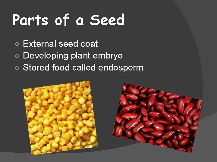 Parts of a Seed External seed coat v Developing plant embryo v Stored food