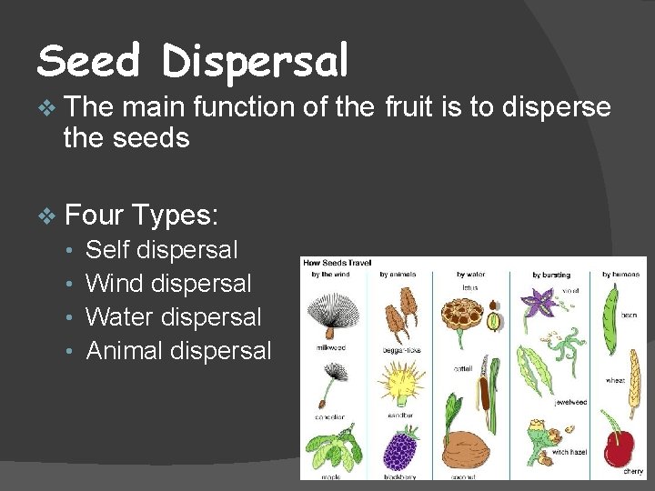 Seed Dispersal v The main function of the fruit is to disperse the seeds