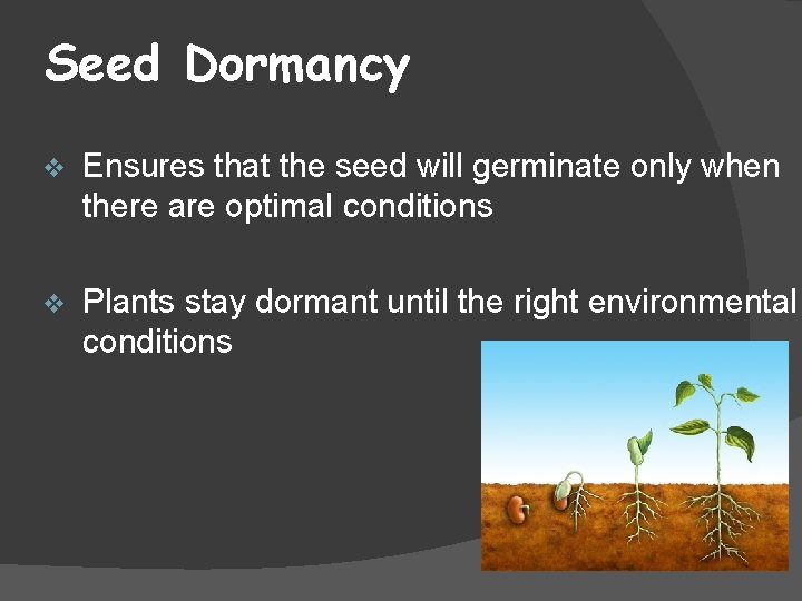 Seed Dormancy v Ensures that the seed will germinate only when there are optimal