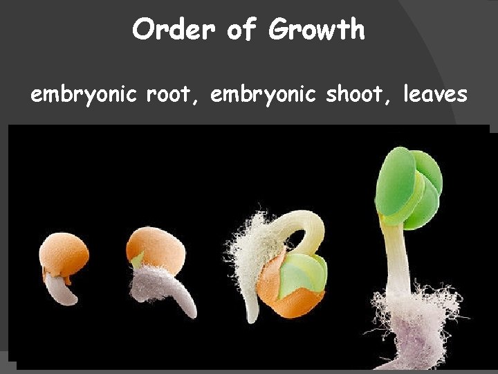Order of Growth embryonic root, embryonic shoot, leaves 