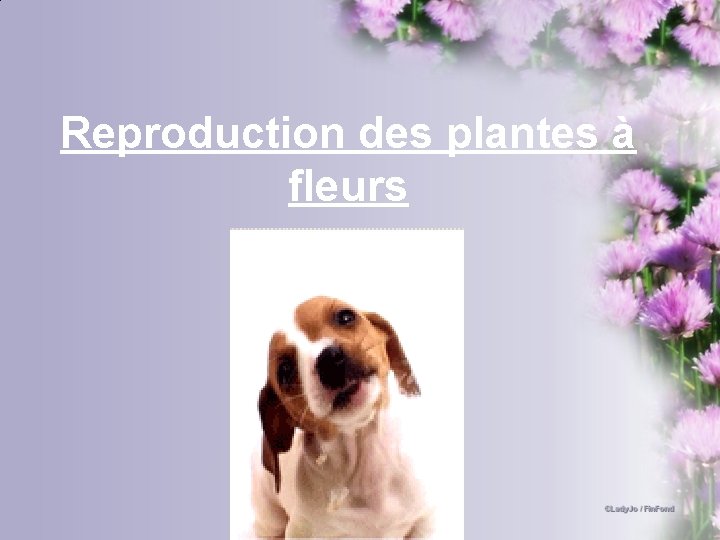 Reproduction des plantes à fleurs 