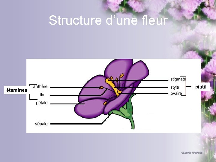 Structure d’une fleur étamines pistil 