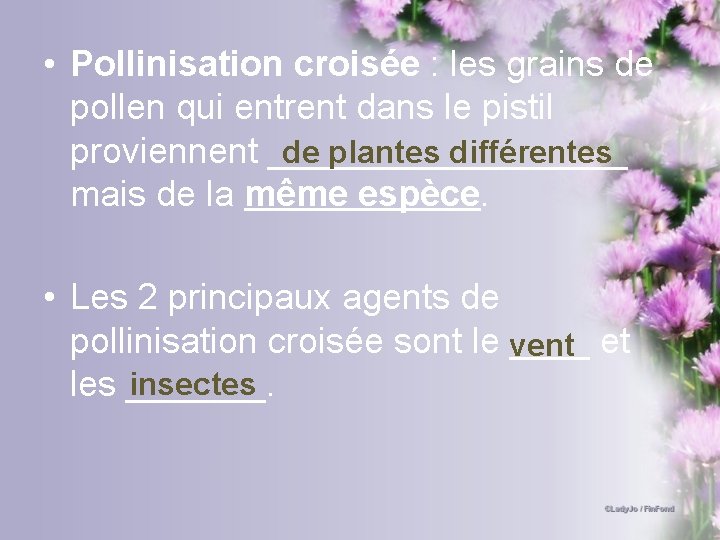  • Pollinisation croisée : les grains de pollen qui entrent dans le pistil
