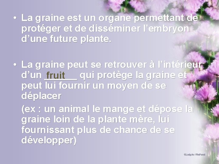  • La graine est un organe permettant de protéger et de disséminer l’embryon