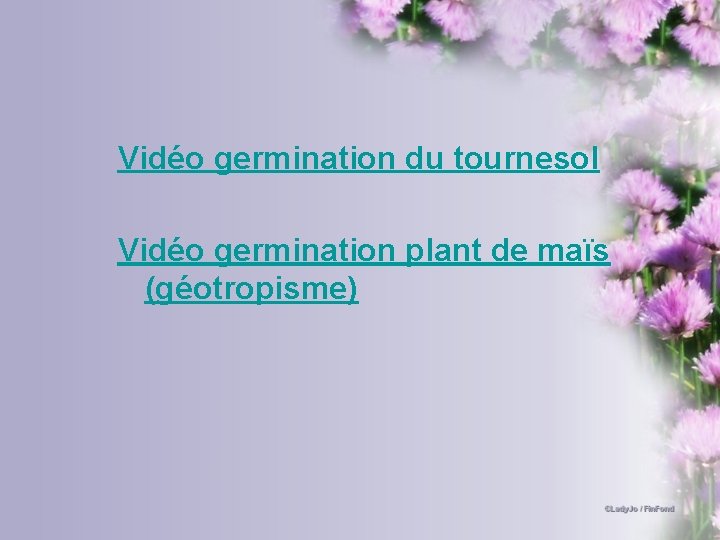 Vidéo germination du tournesol Vidéo germination plant de maïs (géotropisme) 