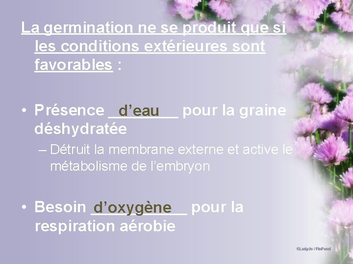 La germination ne se produit que si les conditions extérieures sont favorables : •