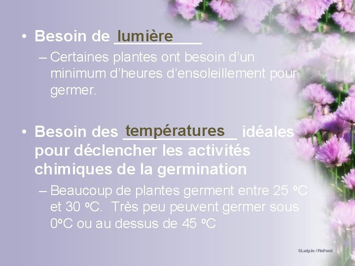 lumière • Besoin de _____ – Certaines plantes ont besoin d’un minimum d’heures d’ensoleillement